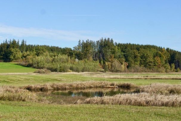 Seigen_F. Gaugenrieder