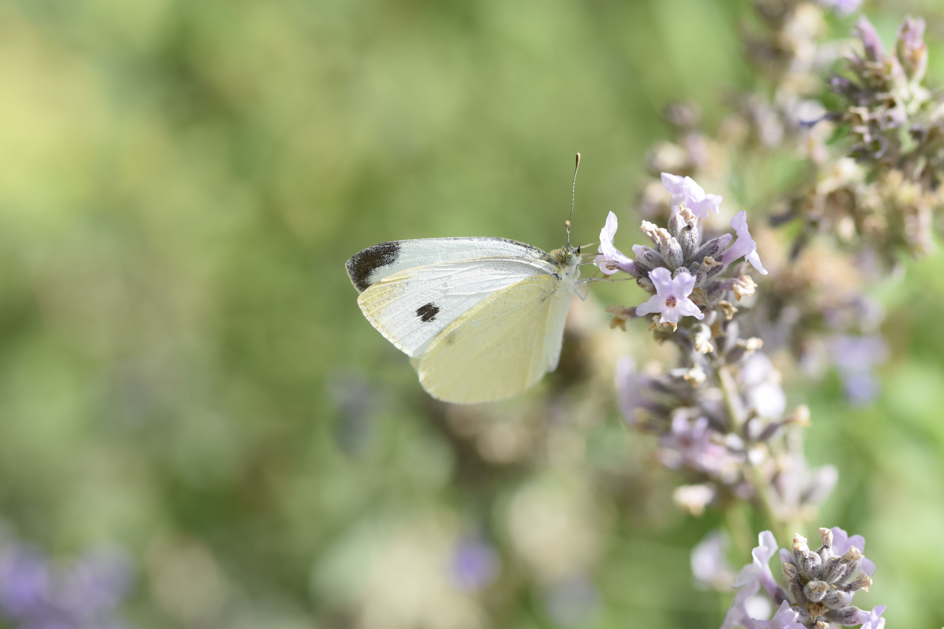 Weissling_S.Millonig