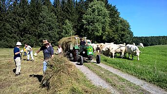 Aufladen des Mähgutes in Gimmenhausen