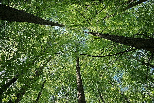 Baumkronen in frischem Grün