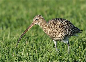Brachvogel