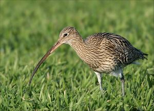 Brachvogel