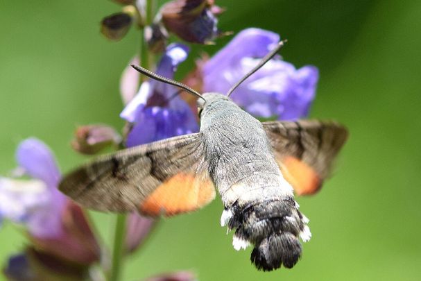 taubenschwänzchen_S. Millonig