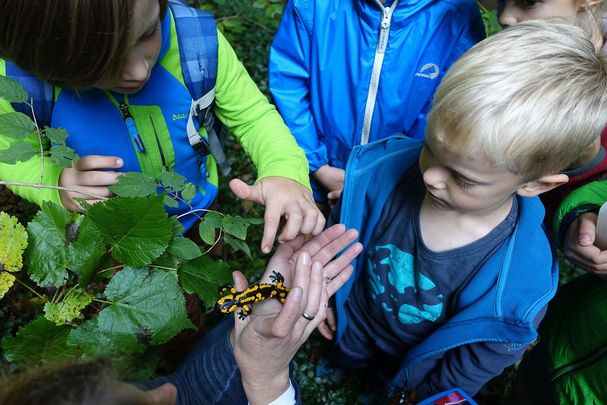 Feuersalamander_Foto; Heide Frobel