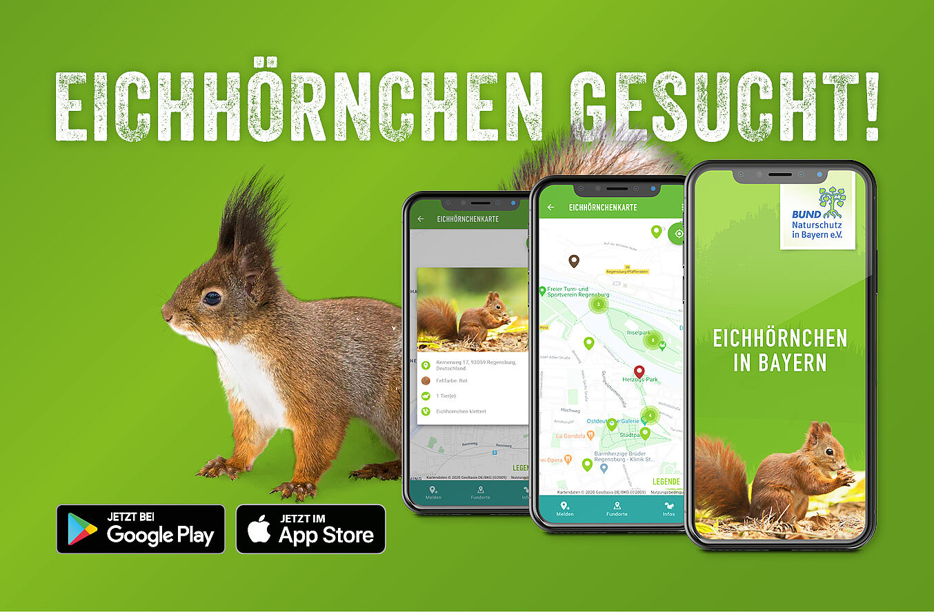Eichhörnchen-App, Quelle: BN