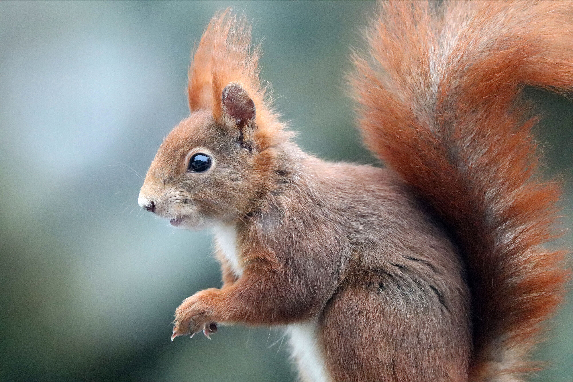 Eichhörnchen, Quelle: Sonja Kreil, BN