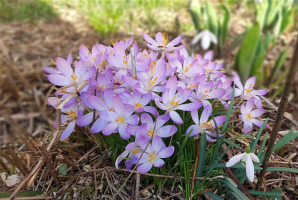 Krokusse (Foto: Conni Schlosser)
