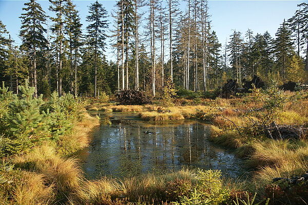 Moor (Quelle: Wolfgang Schödel)