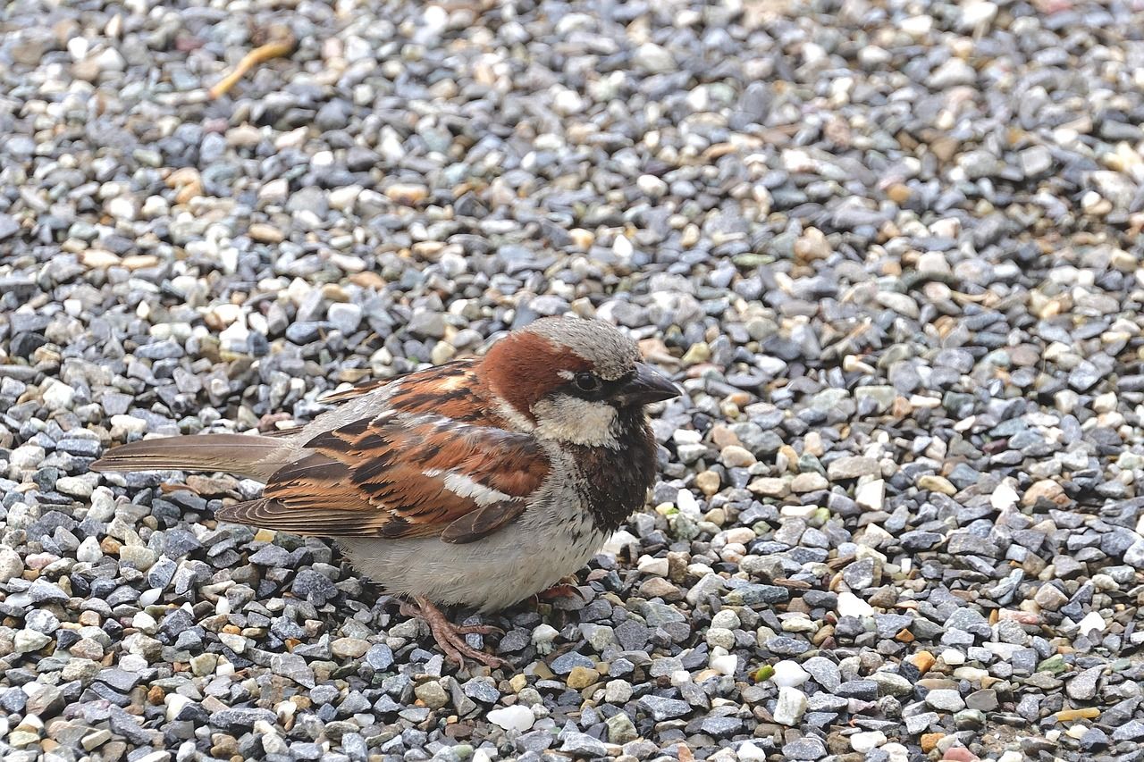 Kiesfläche über Pixabay