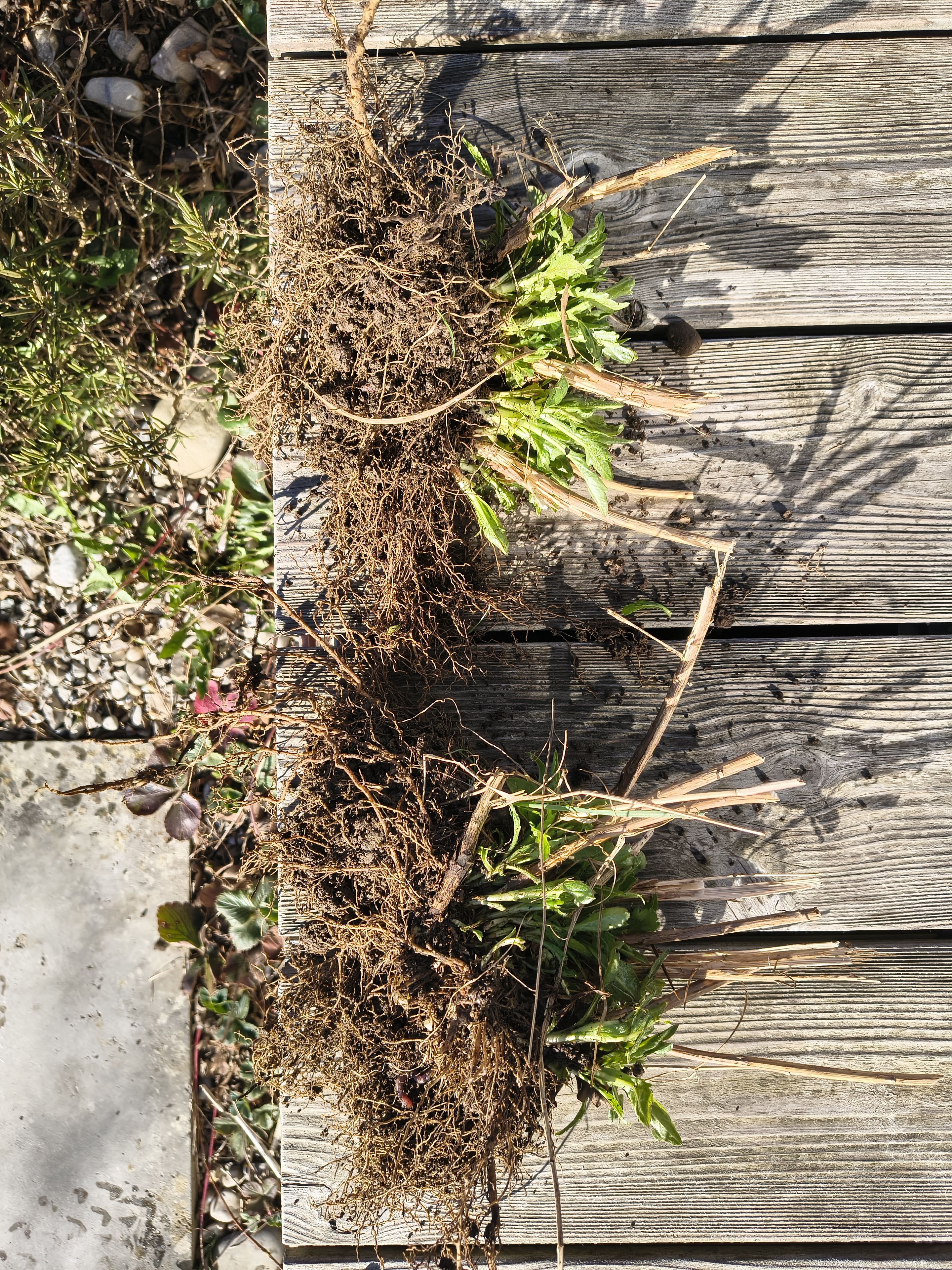 Schönaster teilen 3_J.G-V.