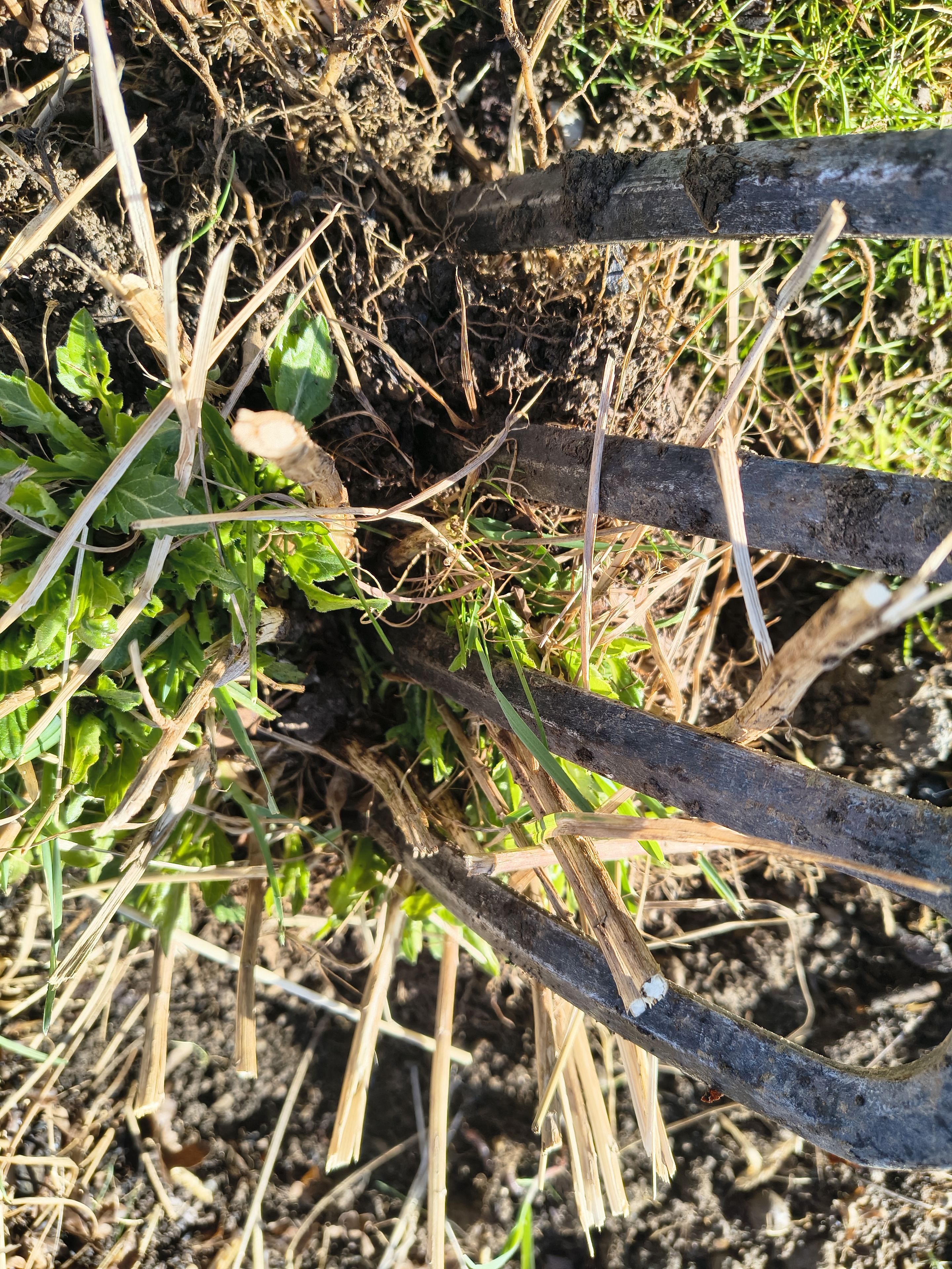 Schönaster teilen 1_J.G-V.