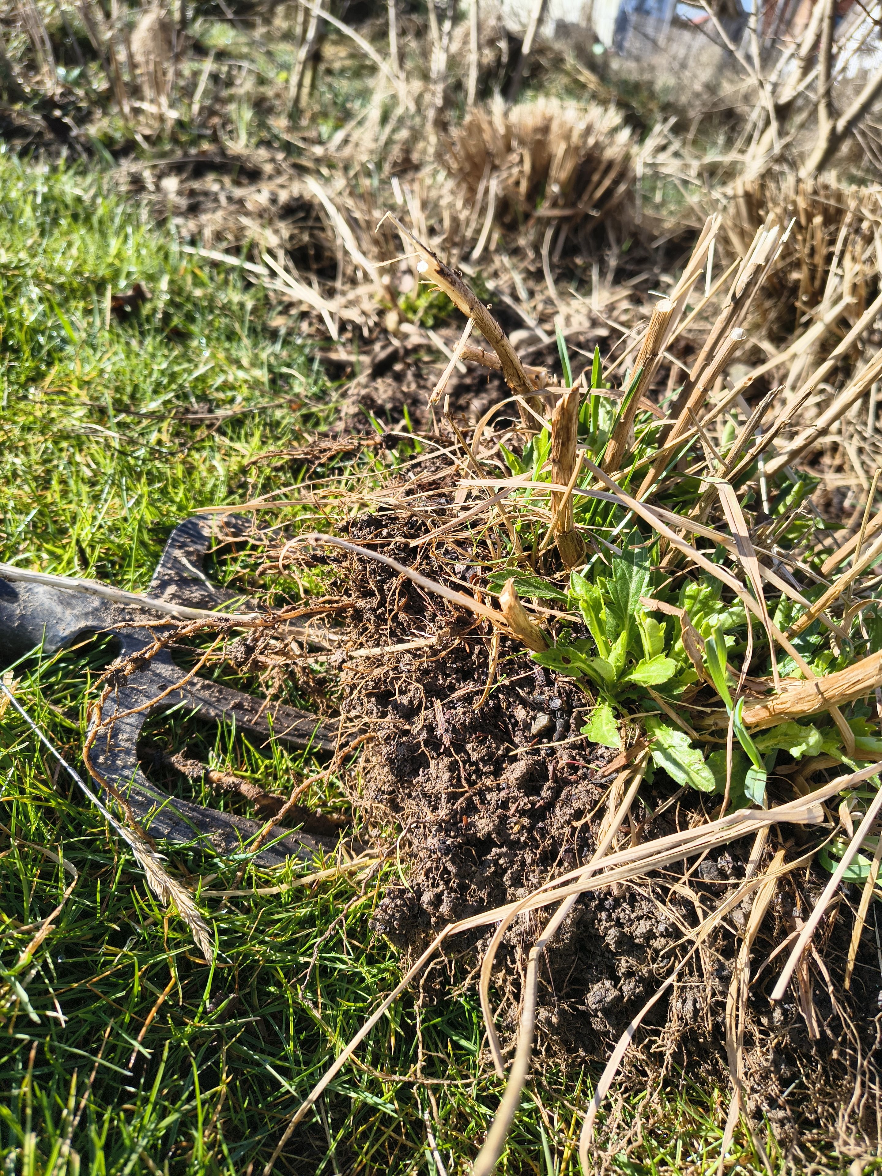 Schönaster teilen 2_J.G-V.