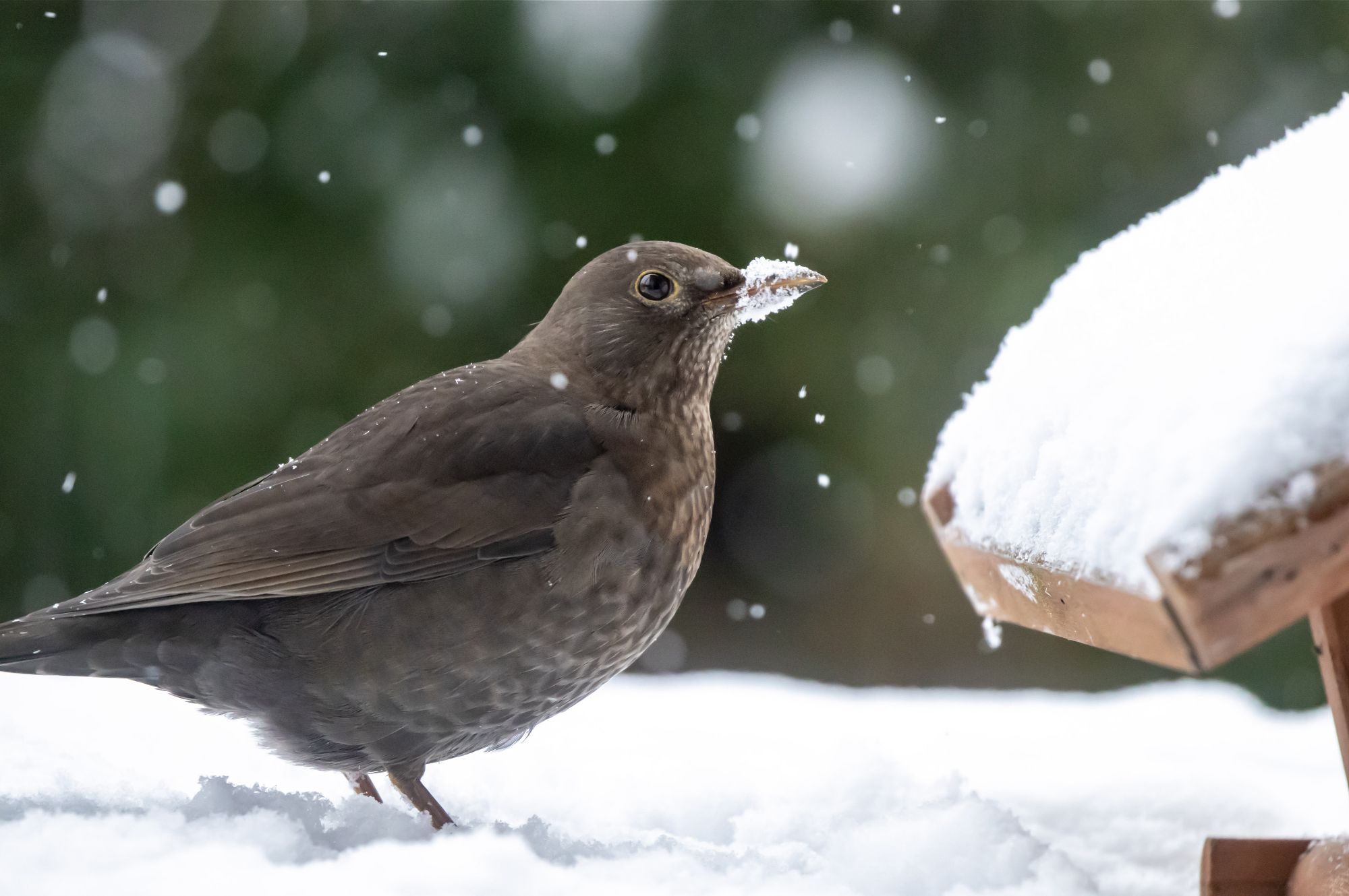 Amsel_Foto: Sonja Kreil