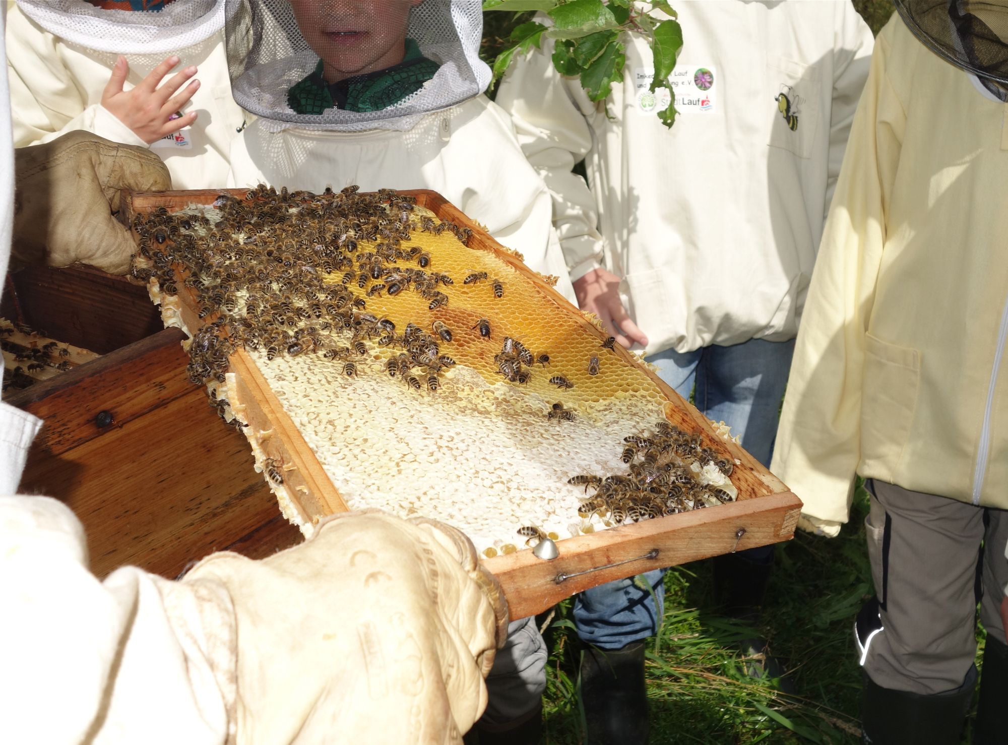 Kinder beim Imker_Foto: Heide Frobel