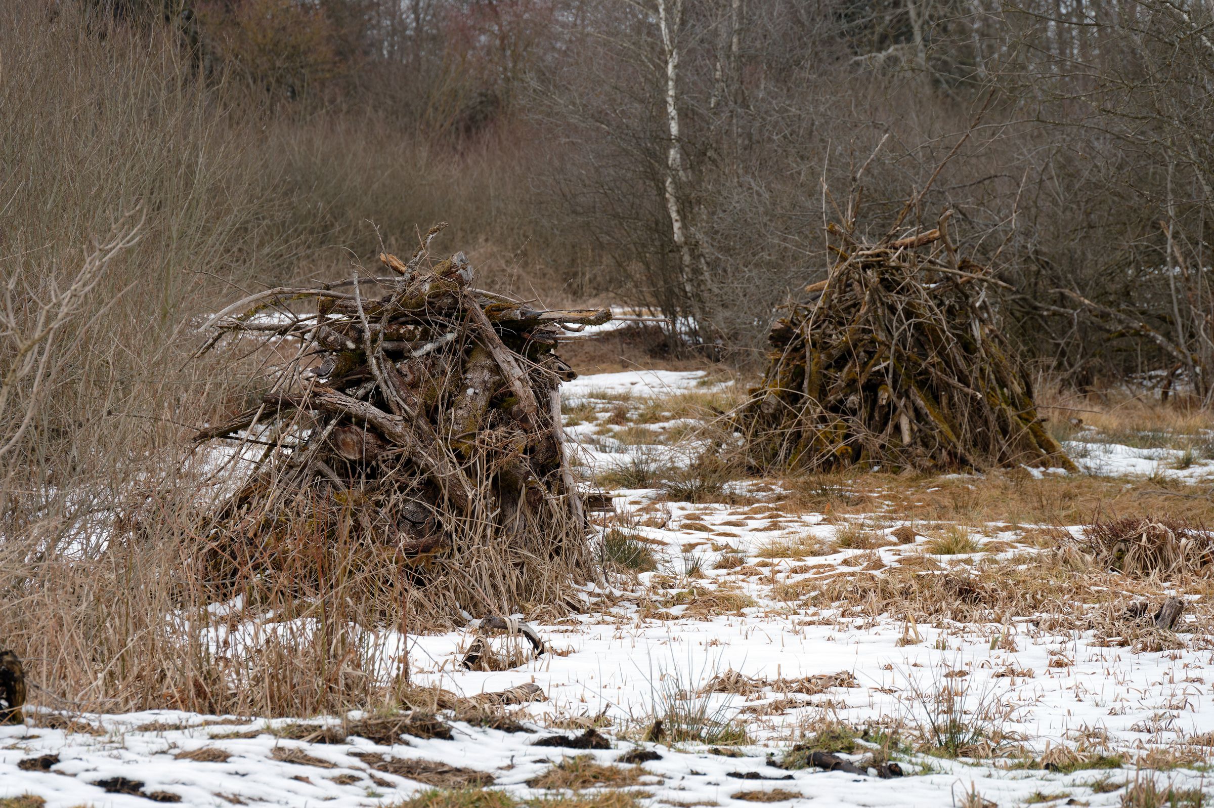 Pflaumdorfer Moos_Foto: Horst Preckur