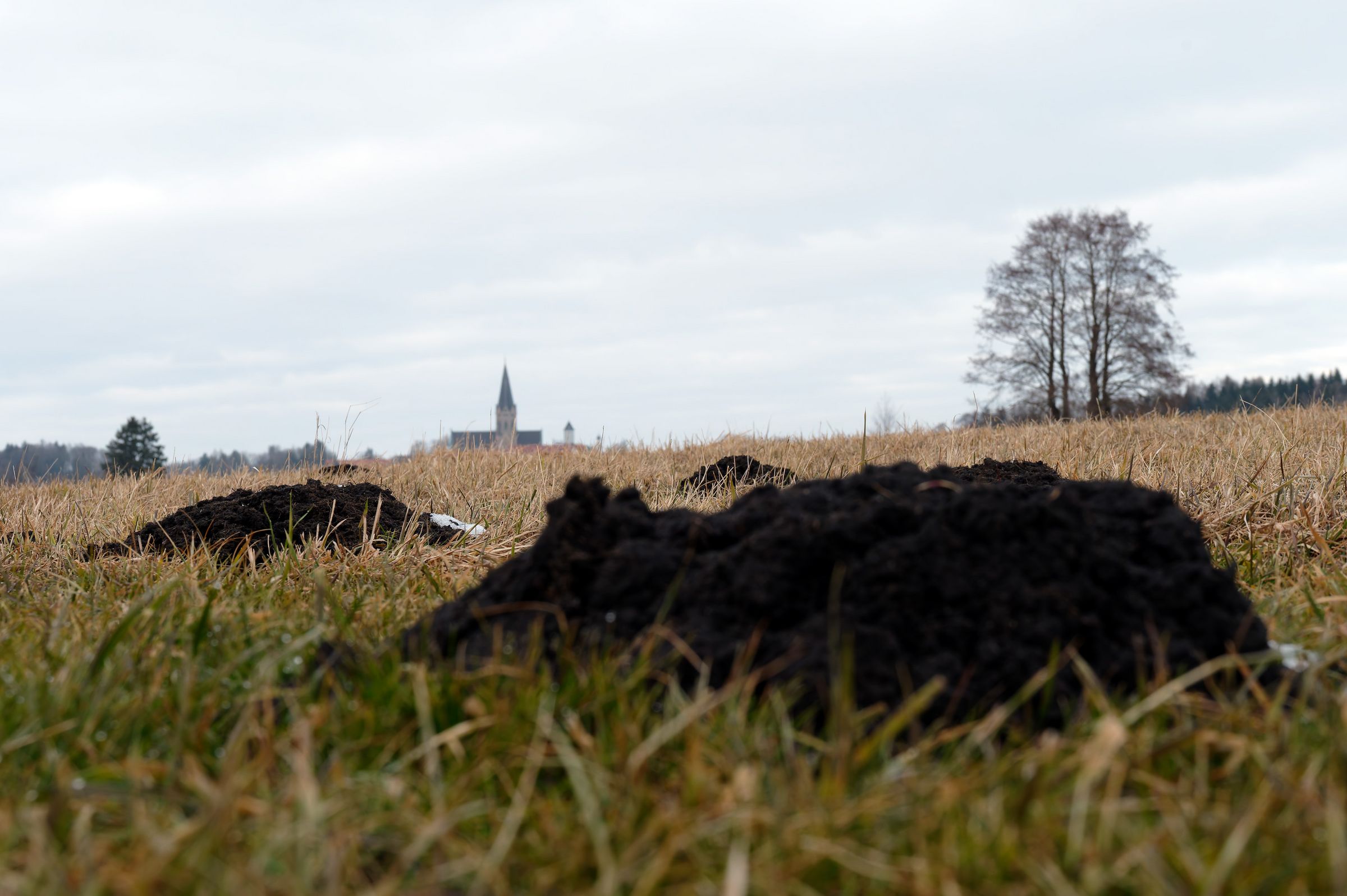 Pflaumdorfer Moos, Blick Richtung Kloster_Foto: Horst Preckur