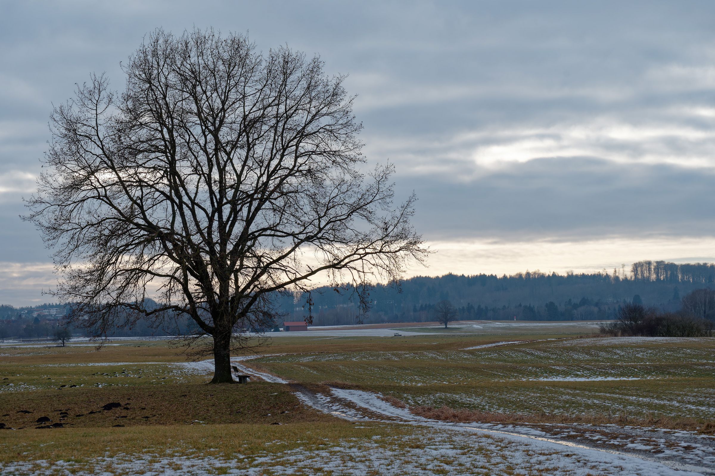 Pflaumdorfer Moos_Foto: Horst Preckur