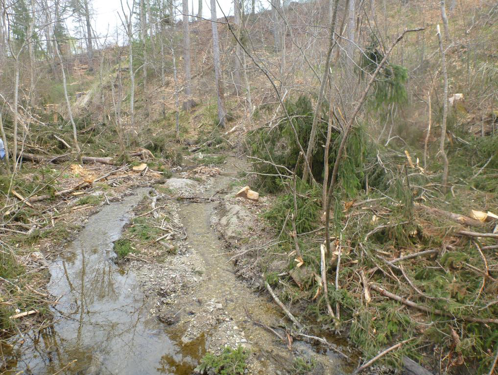 Rodungen in der Pähler Schlucht
