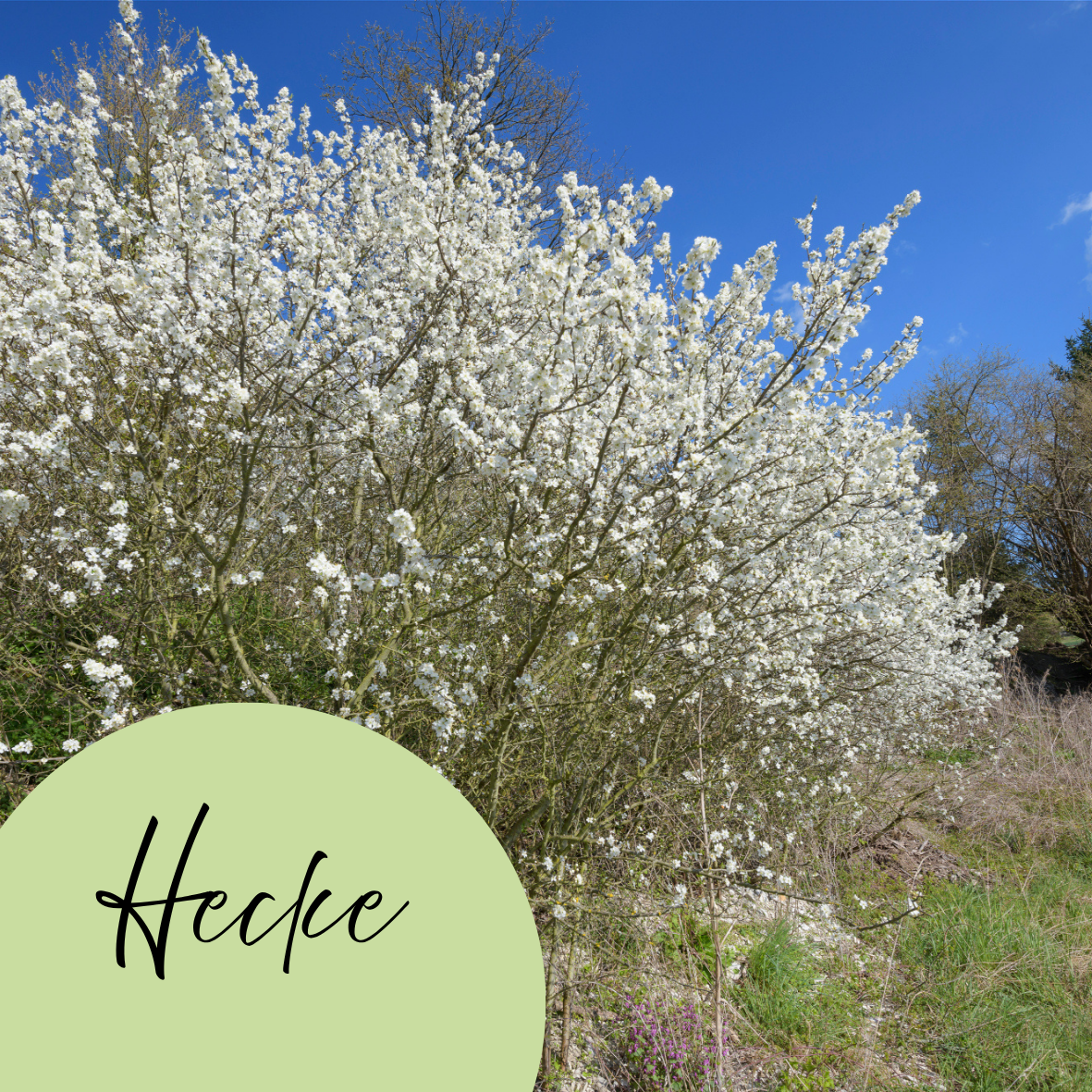 Hecke mit Schlehen_Christoph Bosch