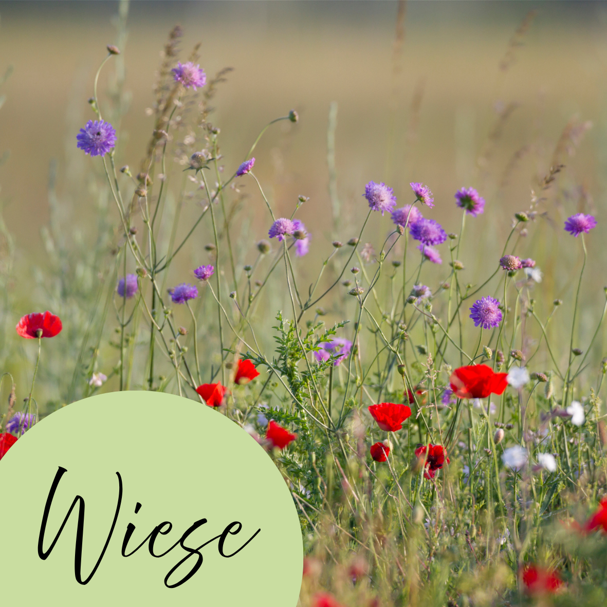 Wiese_Marcus Bosch