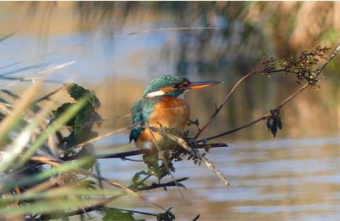 Eisvogel am rnaturierten Mühlbach in Scheuring. Foto Laura Maisterl