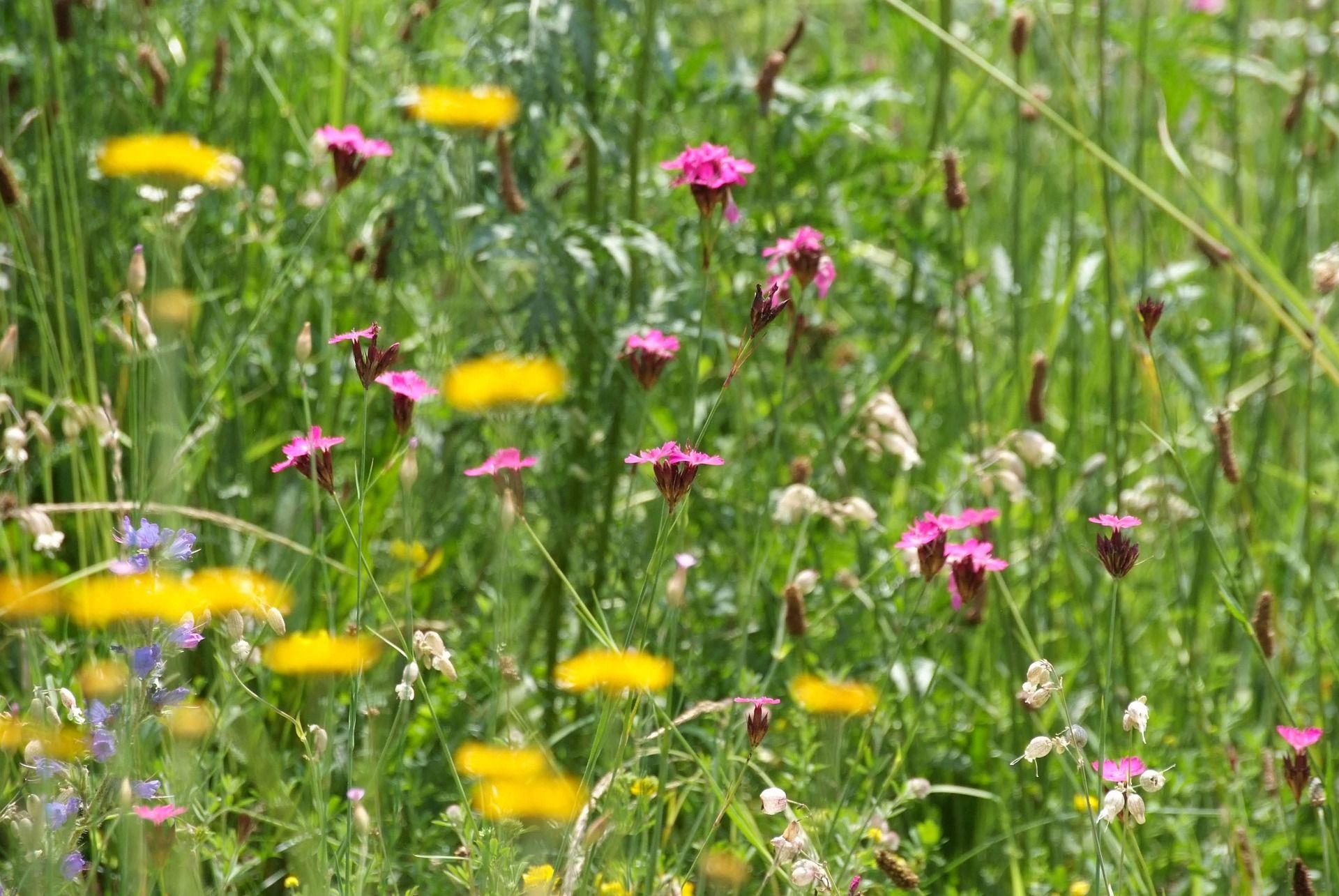 Blumenwiese_D. Seifert